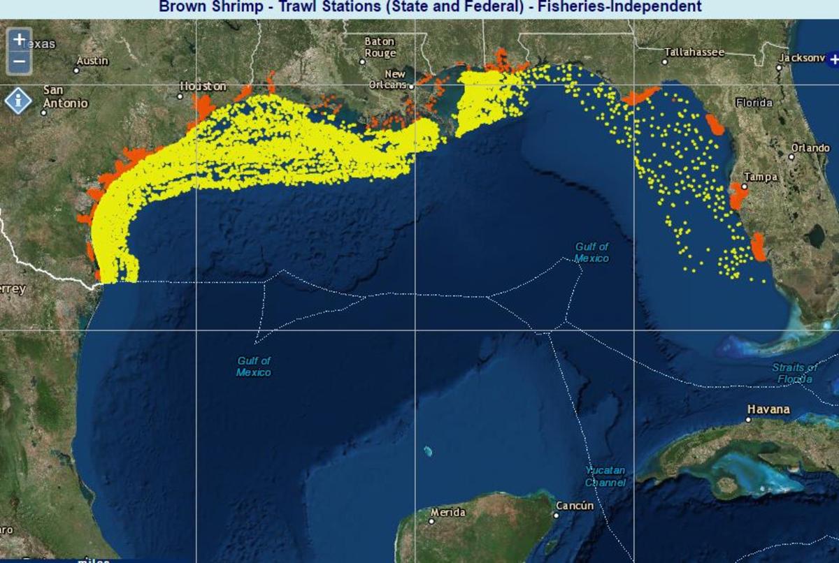 Gulf of Mexico Data Atlas, map of brown shrimp trawl stations